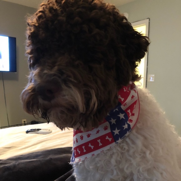 Profile Picture of Lok yee Lam wiedel (@lam232) on Poshmark