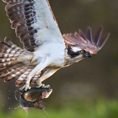 Profile Picture of Chris Marlin (@Stellar_Athlete) on Twitter