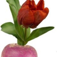 Profile Picture of Lily Gordon (@lily-gordon) on Quora