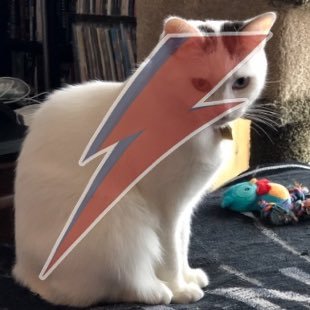 Profile Picture of Not Tim Lau (@whoistimlau) on Twitter