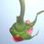 Profile Picture of Toby (@adams apple) on Flickr