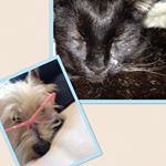 Profile Picture of Pippin And Rosemary (@robin_pets) on Instagram