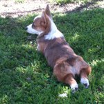 Julie Mcdaniel Watson - Instagram Profile Picture of Julie Mcdaniel Watson (@kids_corgis_life) on Instagram