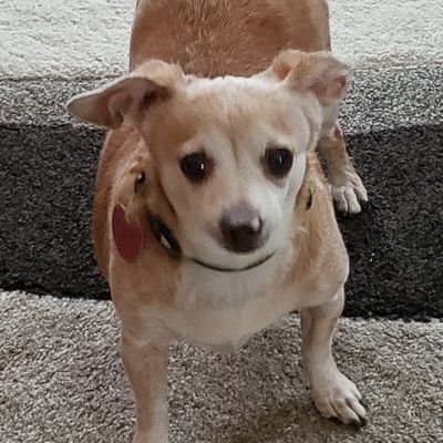 Profile Picture of Eric McDermott (@Ericisatiger) on Twitter