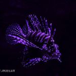 Profile Picture of Jason Phillips (@the_jp__experience_) on Instagram