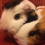 Profile Picture of Jenna Ramsay (@geeenaa124) on Instagram