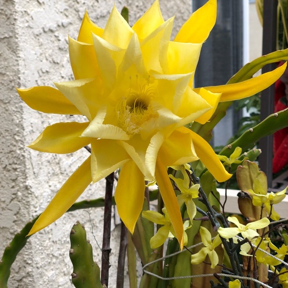 Profile Picture of Ann Campbell (@toothfairy1996) on Poshmark