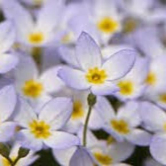 Profile Picture of Jianna Foran (@jforan26) on Poshmark