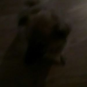 Profile Picture of Lardydardypardy (@payden_james) on Twitter