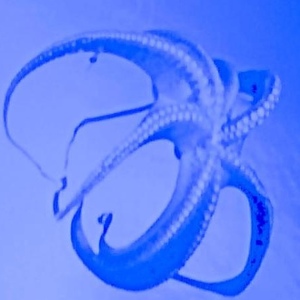 Profile Picture of Fraser Dylan Mac Malloch (@frazmall) on Myspace