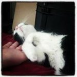 Profile Picture of Thomas Sheeder (@_satoriphoto_) on Instagram