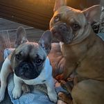 Profile Picture of Norma Cristela Diaz (@coco.frenchie_bulldog) on Instagram