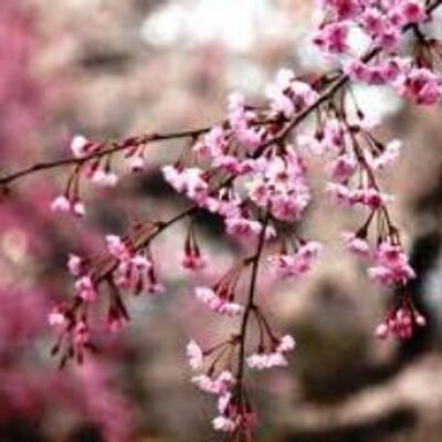 Profile Picture of Sarahs Fav Tree (@SarahsFavTree) on Twitter