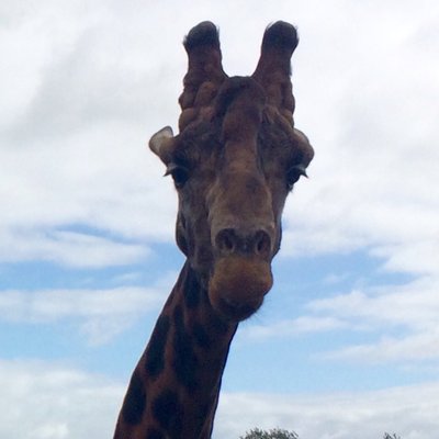 Profile Picture of Nicola Phillips (@NicolaJoel) on Twitter