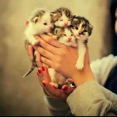 Profile Picture of Amber Rehman (@AmberRehman8) on Twitter