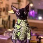 Profile Picture of Jason danino Holt (@daninoholt2) on Instagram