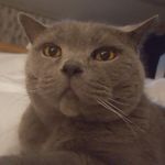 Trish Ampleford - Instagram Profile Picture of Trish Ampleford (@baileybobcatblue) on Instagram