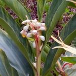 Profile Picture of Cindy Vanesa Perez Alcantara (@cindyvanesaalcantara) on Instagram