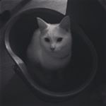 Mike Shepherd - Instagram Profile Picture of Mike Shepherd (@mikeshepherd9) on Instagram