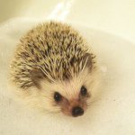 Neville - Instagram Profile Picture of Neville (@neville.the.hedgehog) on Instagram