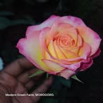 Profile Picture of Modern Green Garden (@Modern-Green-Garden) on Facebook