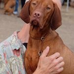 Profile Picture of Matthew Werner (@zak_the_vizsla) on Instagram
