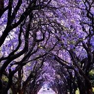 Profile Picture of Shelly Coryell (@shellycoryell) on Pinterest