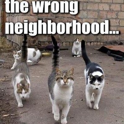 Profile Picture of Peggy Vives-Austin (@WDWDocTigress) on Twitter