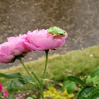 Profile Picture of Yoko  Hirata (@yoko.hirata.9809) on Facebook