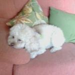 Profile Picture of Julia Ayuso García (@juliaayusogarcia) on Instagram