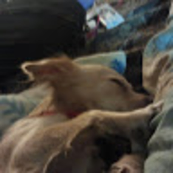 Profile Picture of Mary Chacanaca (@mchacanaca89) on Poshmark