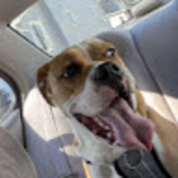 Profile Picture of Alexis Bellay (@alexisbellay) on Poshmark