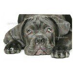 Profile Picture of Mike,  🐕 família Barrosookano (@mikebarrosookano) on Instagram