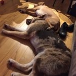 Profile Picture of Ivy & Ollie Burkhardt (@iversandollington) on Instagram