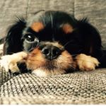 Profile Picture of Oscar Carl Heinrich (@carlchenthecavalier) on Instagram