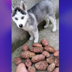 Profile Picture of Kenneth Pilozo (@kenneth.pilozo) on Tiktok