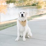 Profile Picture of Dilly Acord (@dillydallyacord) on Instagram