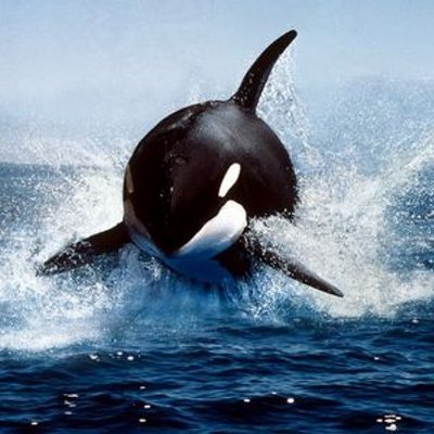 Profile Picture of Taryn England (@BLACKDOLPH1N) on Twitter