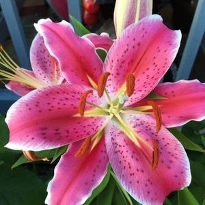 Profile Picture of Stacy Oster Frey (@OsterFreyStacy) on Twitter