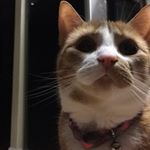 Profile Picture of Jason Cave (@ripley_the_godly_cat) on Instagram