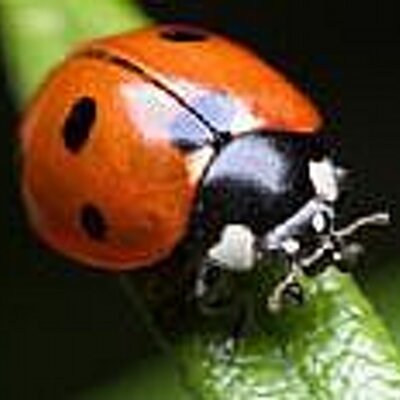 Profile Picture of Tammy (@ladybug_irish) on Twitter