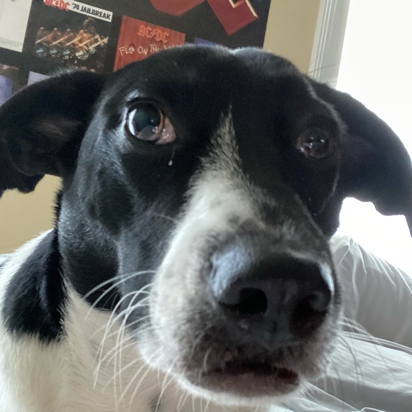 Thomas Tibaldi - Poshmark Profile Picture of Thomas Tibaldi (@thomastibaldi) on Poshmark