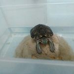 Profile Picture of edgardo500 (@stevensperanza73) on Instagram