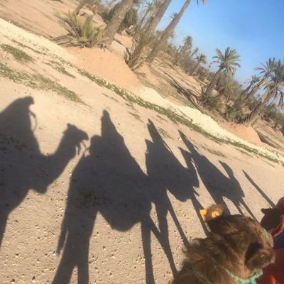 Profile Picture of Mary Ellen Campbell (@mecca3ie) on Twitter