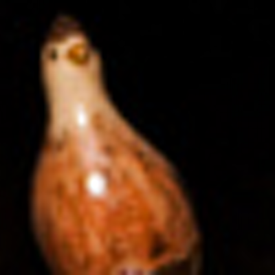 Profile Picture of Quailey (@ChucktownQuail) on Twitter