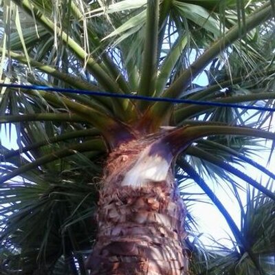 Profile Picture of Adrian Lopez (@Gerber8Jh) on Twitter