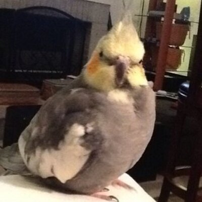 Profile Picture of Lisa Spice (@L1saSp1ce) on Twitter