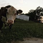 Profile Picture of Dustin Denton (@denton.dustin) on Instagram