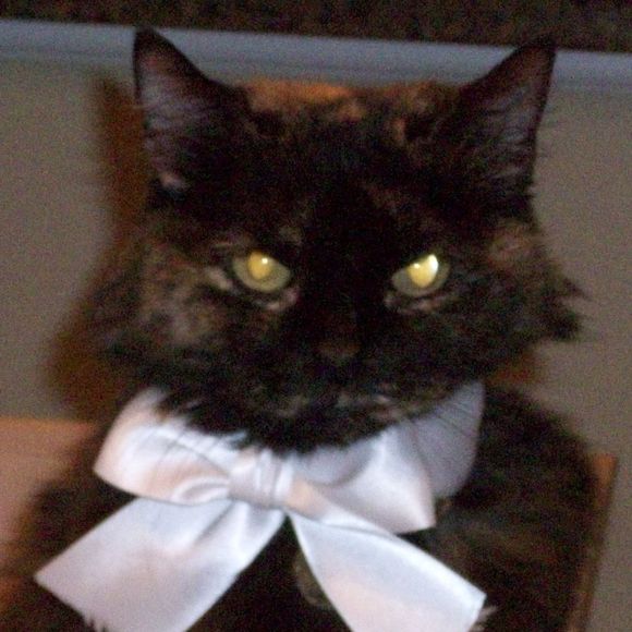 Profile Picture of Dawn Dahlquist (@shopgirl50) on Poshmark