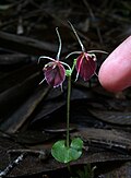 Profile Picture of Stigmatodactyluson Wikipedia